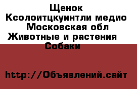 Щенок Ксолоитцкуинтли медио - Московская обл. Животные и растения » Собаки   